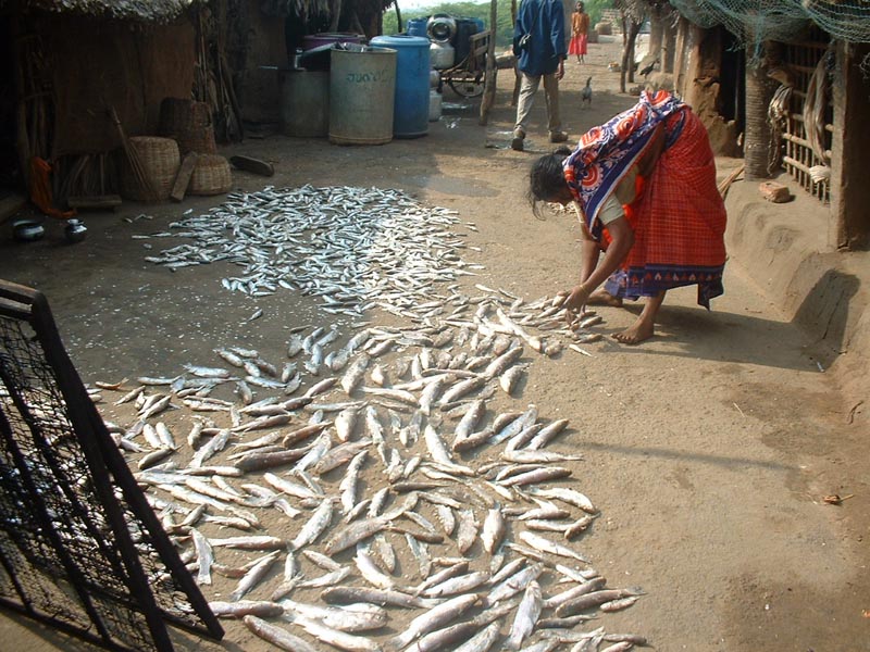 Fisherwoman drying fish